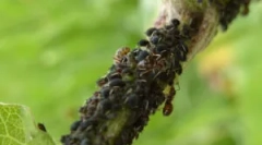 Tll a gyümölcsfák és a módja, hogy megszabaduljon tőle